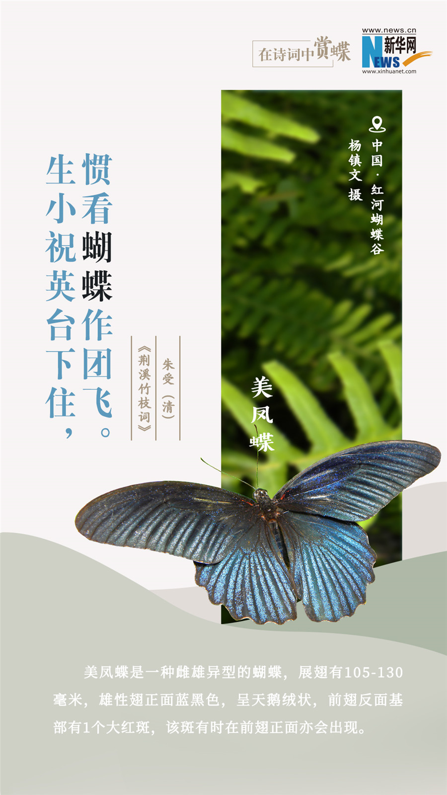 創(chuàng)意海報|在詩詞中賞蝶:翩翩舞態(tài) 詩以詠蝶