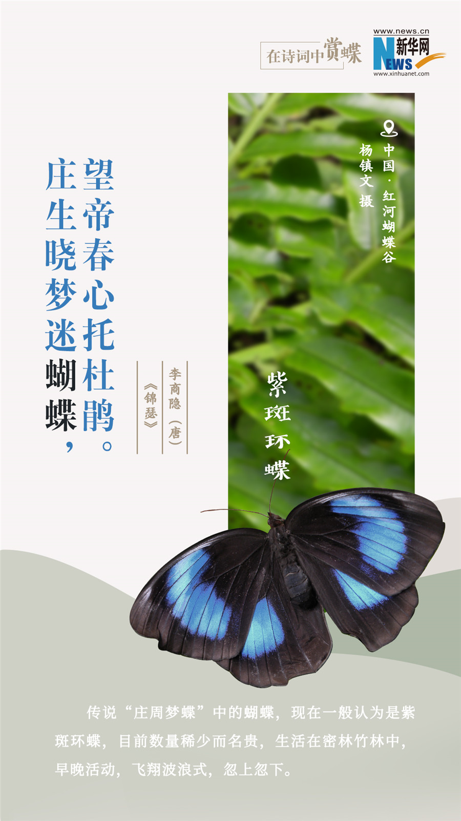 創(chuàng)意海報|在詩詞中賞蝶:翩翩舞態(tài) 詩以詠蝶