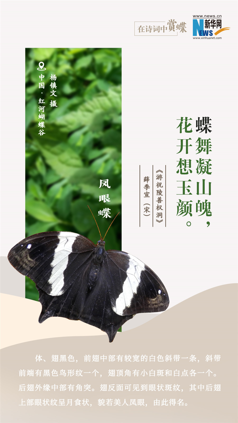 創(chuàng)意海報|在詩詞中賞蝶:翩翩舞態(tài) 詩以詠蝶