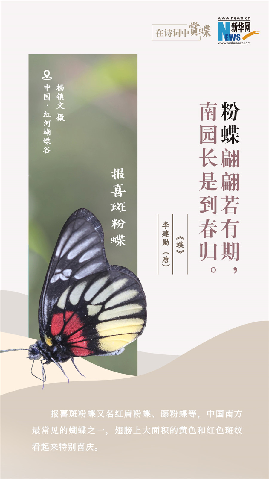 創(chuàng)意海報|在詩詞中賞蝶:翩翩舞態(tài) 詩以詠蝶
