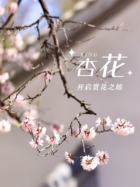 追花指南第六期！杏花雨 楊柳風(fēng) 北京最美的杏花在這里