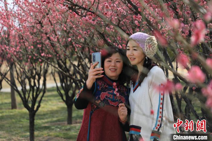 市民在梅花樹下拍照?！∴囆?qiáng) 攝