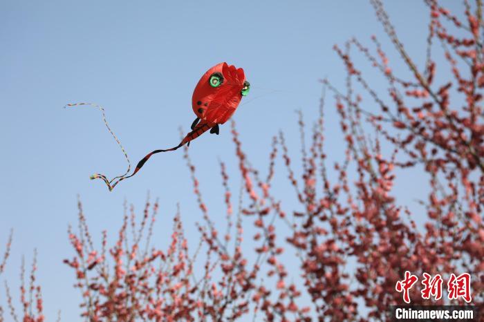 風(fēng)箏在花中飛舞?！∴囆?qiáng) 攝