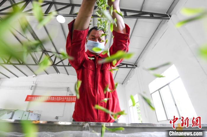 村民將茶葉攤青晾干?！钊A峰 攝