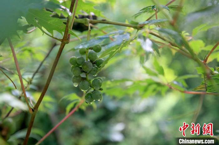 野生動物在北京：如何筑牢生物多樣性“保護(hù)網(wǎng)”？