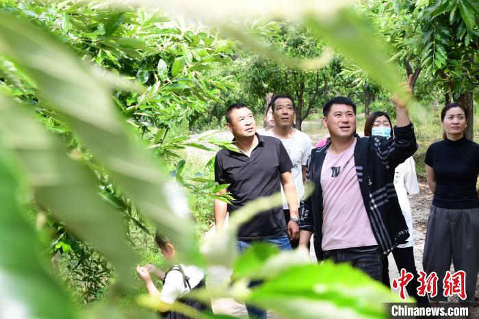 游客在欣賞栗樹花。　郝云崎 攝