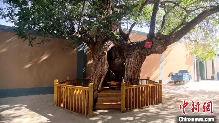 圖為阿河灘地質(zhì)文化村樹齡高達(dá)800年的空心古榆樹?！埡ｖ?攝