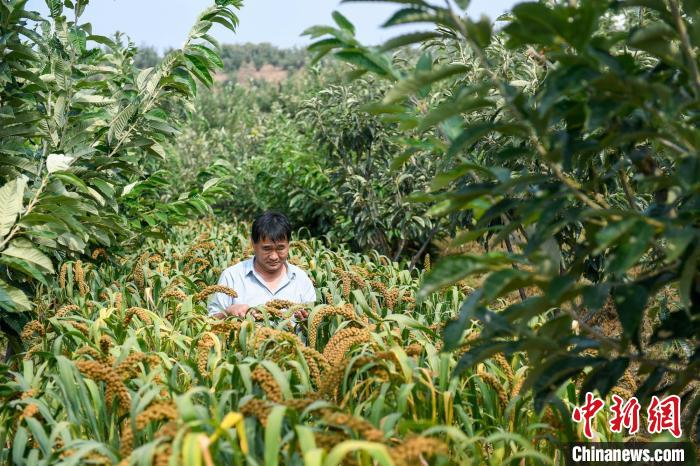 農(nóng)業(yè)專家劉正理正在查看谷子生長情況?！≮w亮 攝