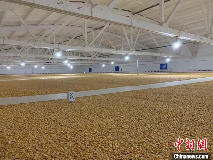 倉內(nèi)清涼干爽、遍地金黃，上千平方米的糧食盡收眼底?！⊥趸萘?攝