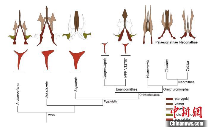 最原始鳥類“熱河鳥”最新研究：嗅覺更好、日行主導