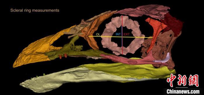 熱河鳥STM3-8化石標本的鞏膜環(huán)復原及測量示意圖?！『?供圖