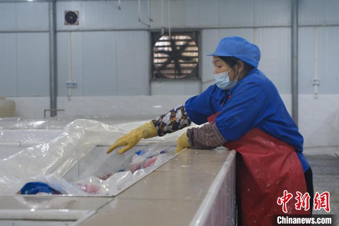 圖為一名工人正在檢查酸筍腌制情況?！⒖÷?攝