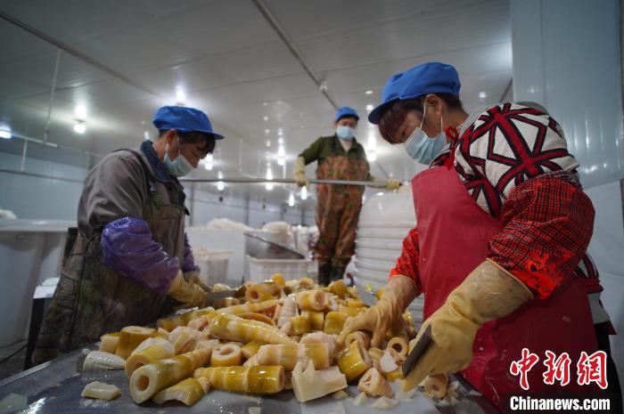 圖為多名工人正在將酸筍切成小塊?！№f國政 攝