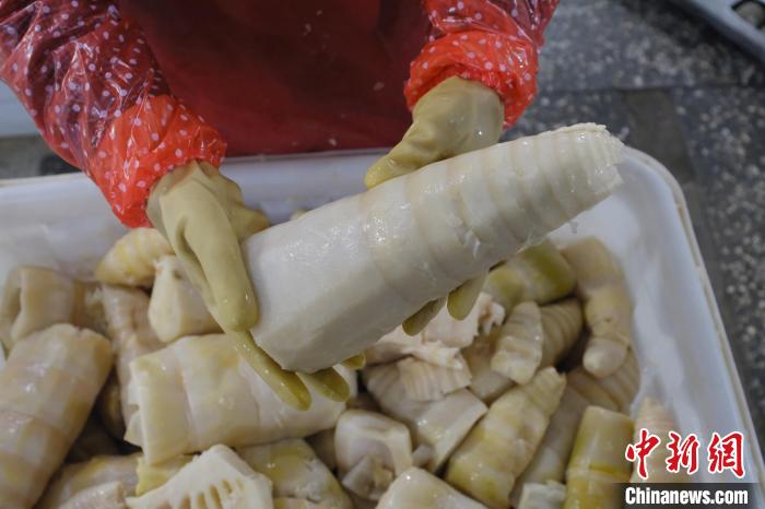 圖為整根腌制后撈出的酸筍?！⒖÷?攝