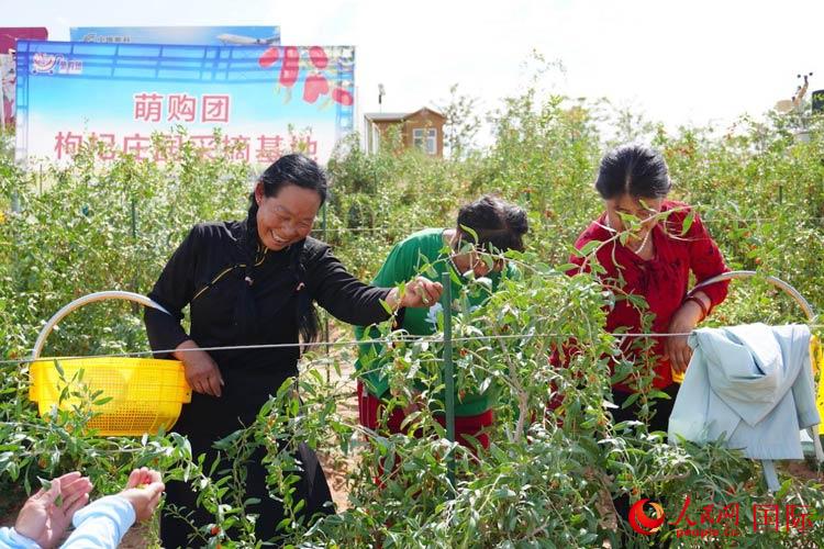 中寧縣來自西海固的移民大姐們一邊采摘新鮮枸杞一邊歌唱，笑由心生。人民網(wǎng)記者 何蒨攝