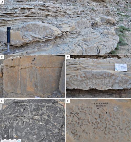 寒武系生物礁沉積模式示意圖?！∧瞎潘?供圖