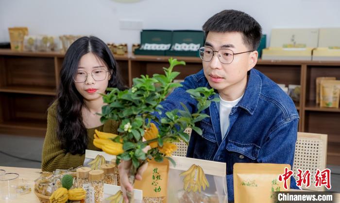 北山口村的佛手電商直播?！≈鬓k方供圖