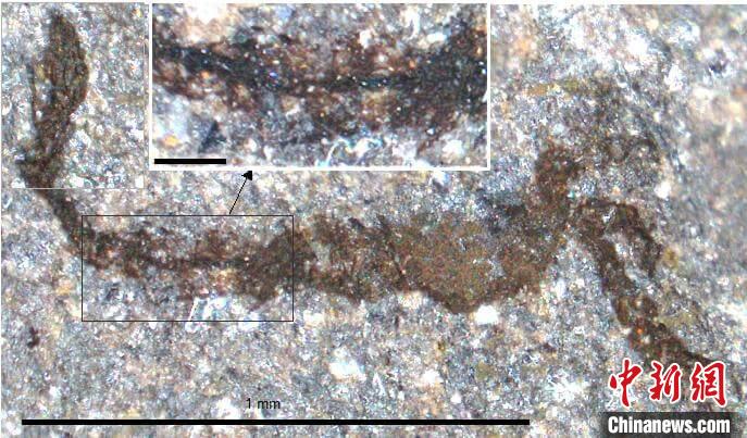 一個(gè)類似于寒武紀(jì)大附肢綱節(jié)肢動(dòng)物Yohoia的新物種(圖片來自Joe Botting)?！∈┢樟指瘛ぷ匀?供圖