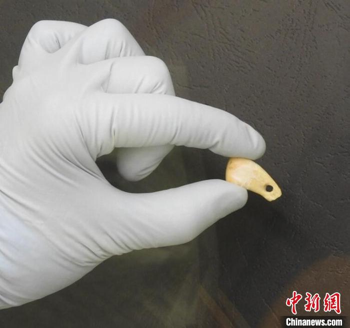 打孔鹿牙墜飾提取DNA后(圖片來(lái)自馬克斯·普朗克演化人類學(xué)研究所)?！∈┢樟指瘛ぷ匀?供圖