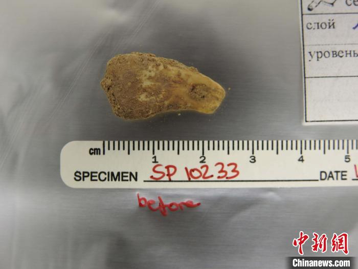 打孔鹿牙墜飾提取DNA前(圖片來(lái)自馬克斯·普朗克演化人類學(xué)研究所)?！∈┢樟指瘛ぷ匀?供圖