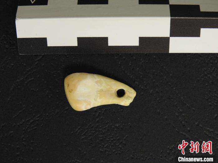 在南西伯利亞丹尼索瓦洞發(fā)現(xiàn)的打孔鹿牙墜飾(圖片來(lái)自馬克斯·普朗克演化人類學(xué)研究所)。　施普林格·自然 供圖