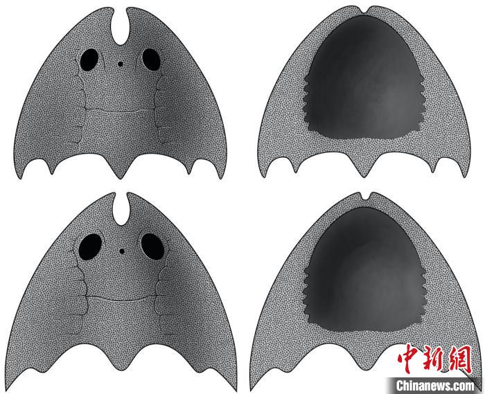 九江江夏魚(上)和后棘江夏魚(下)(史愛娟/繪)?！≈锌圃汗偶棺邓?供圖