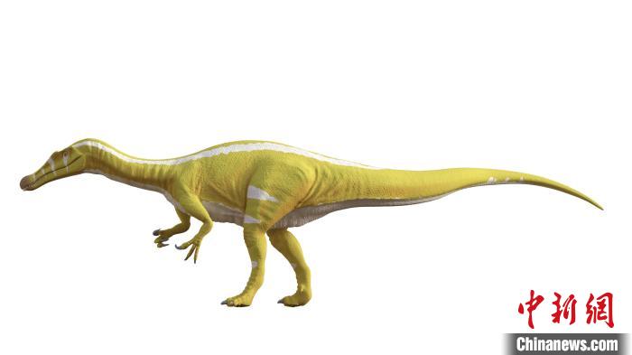 棘龍類新物種Protathlitis cinctorrensis(圖源Grup Guix)?！∈┢樟指瘛ぷ匀?供圖