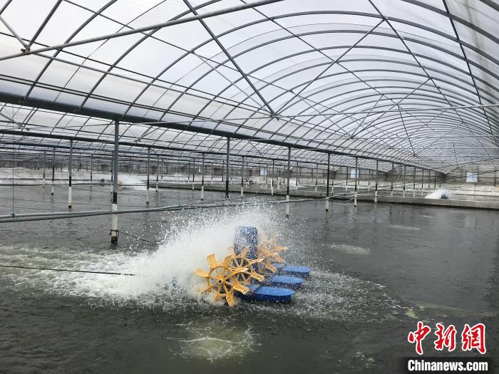 南美白對(duì)蝦養(yǎng)殖基地?！∠笊轿r蟹科技小院供圖