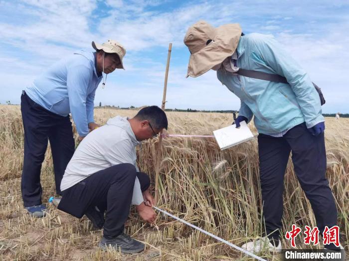 去年新疆冬小麥高產(chǎn)紀(jì)錄是863.8公斤?！⊙Μ| 攝