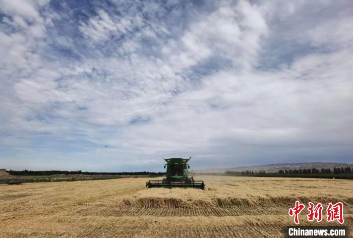 894.3公斤！石河子一麥田再創(chuàng)新疆冬小麥畝產(chǎn)新高