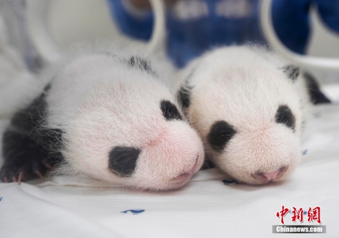 當(dāng)?shù)貢r(shí)間8月7日，韓國三星愛寶樂園公布雌性雙胞胎大熊貓幼崽(左為姐姐，右為妹妹)于6日拍攝的滿月照。愛寶樂園 供圖
