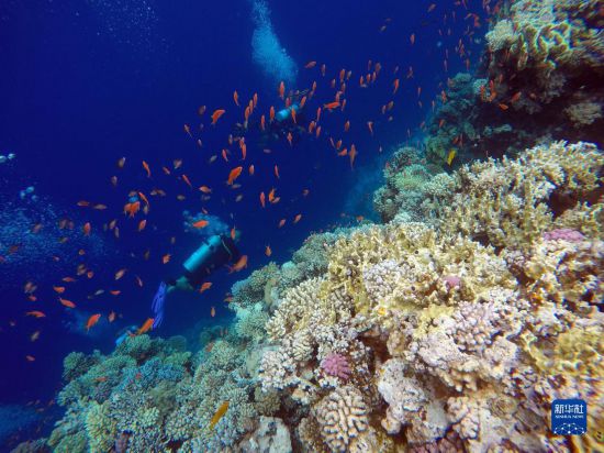  10月2日，人們?cè)诎＜拔髂伟雿u達(dá)哈布藍(lán)洞內(nèi)的珊瑚旁深潛。新華社記者 隋先凱 攝