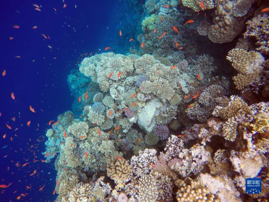  這是10月2日在埃及西奈半島達(dá)哈布藍(lán)洞內(nèi)拍攝的珊瑚和魚(yú)類。新華社記者 隋先凱 攝