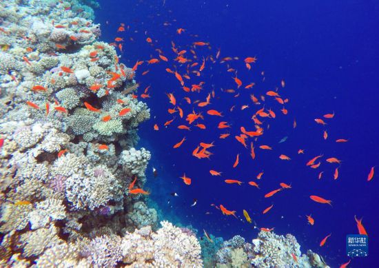  這是10月2日在埃及西奈半島達(dá)哈布藍(lán)洞內(nèi)拍攝的珊瑚和魚(yú)類。新華社記者 隋先凱 攝