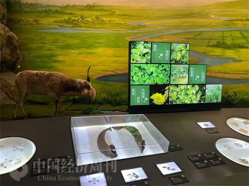   （中醫(yī)藥博物館展出的各類中藥材令人應(yīng)接不暇。中國經(jīng)濟(jì)周刊記者 郭志強(qiáng) 攝）