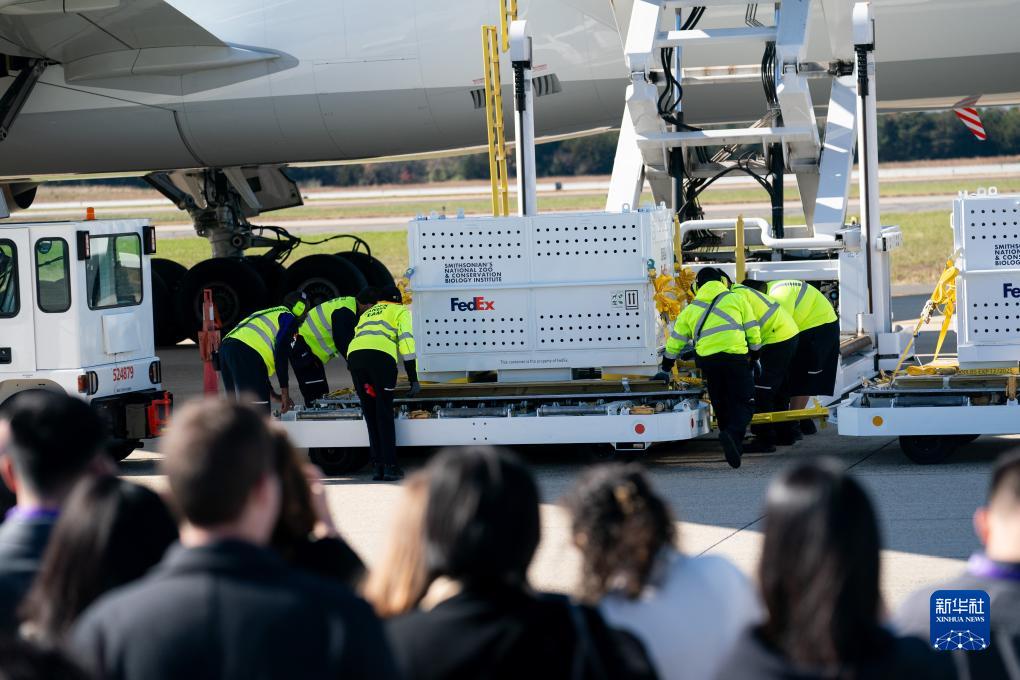 11月8日，在美國弗吉尼亞州的華盛頓杜勒斯國際機(jī)場，裝有大熊貓的特制“旅行包廂”準(zhǔn)備運(yùn)上專機(jī)。新華社記者劉杰攝