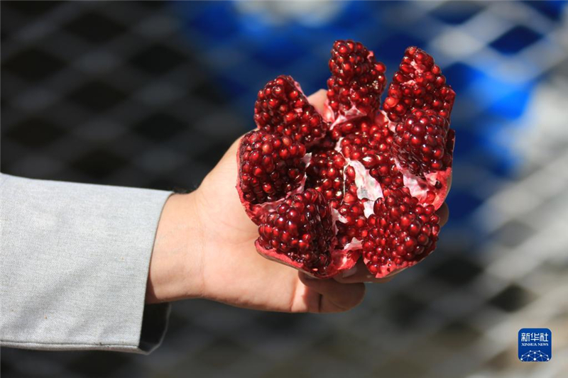 11月10日，在阿富汗首都喀布爾，商販展示產(chǎn)自阿富汗南部坎大哈省的石榴。新華社發(fā)（塞夫拉赫曼·薩菲攝）