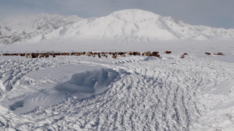 蒙古國(guó)近日發(fā)生雪災(zāi)。圖片來(lái)源：蒙政府網(wǎng)站