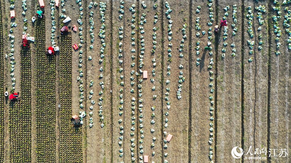 效佐社區(qū)村民對苗木進(jìn)行田間管理。丁華明攝