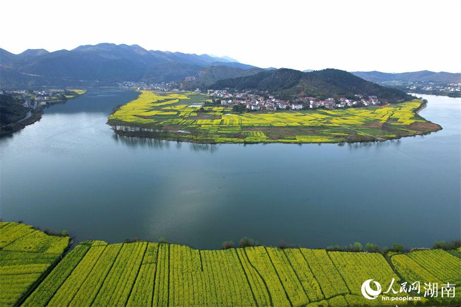 春江水暖，油菜花開。人民網(wǎng) 李芳森攝