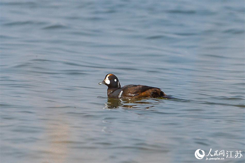 丑鴨首次現(xiàn)身鹽城黃海濕地。 周晨曦攝