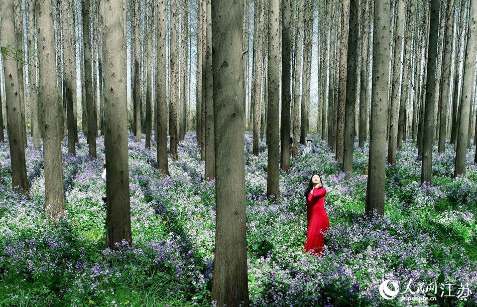 大地好像鋪上了夢(mèng)幻般的地毯，分外迷人。陳義寶攝