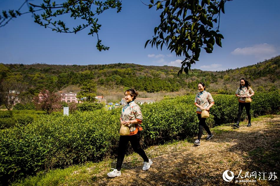 茶農(nóng)走進(jìn)茶園。浦克承攝