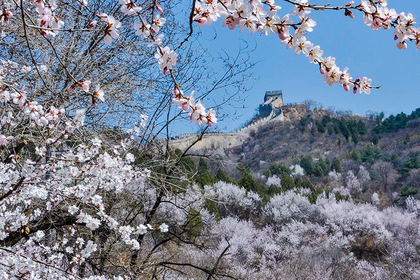 眼下，八達(dá)嶺長(zhǎng)城內(nèi)外春花爭(zhēng)艷。陸軍攝