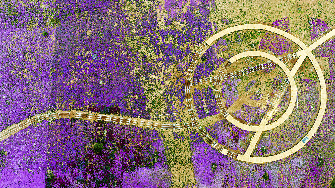 邯鄲市復(fù)興區(qū)德豐生態(tài)園的300畝芝櫻花進(jìn)入最佳觀賞期。放眼望去，五彩音符和豎琴造型下的芝櫻花恰似披上了一層色彩斑斕的錦緞，蔚為壯觀。聶長青攝