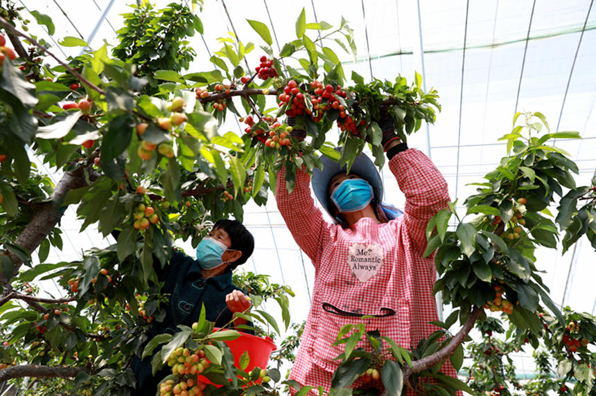 河北省邢臺(tái)市任澤區(qū)東古城村果農(nóng)在大棚里采摘櫻桃。 宋杰攝
