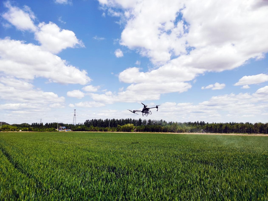 河北省遷安市扣莊鎮(zhèn)海沃之豐合作社利用植保無(wú)人機(jī)進(jìn)行“一噴三防”作業(yè)。 張友青攝