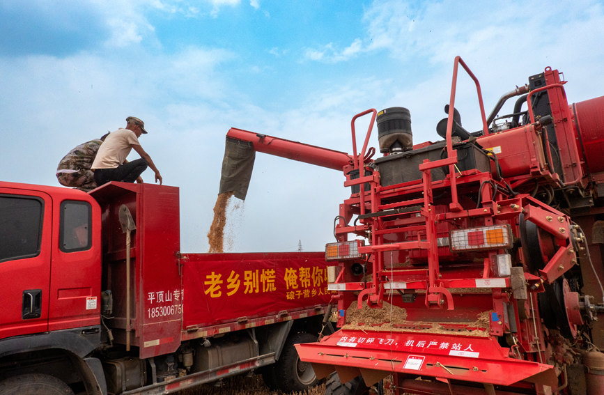 魯山縣組織多種形式的志愿隊(duì)伍，幫助困難群眾解決夏收夏種難題。葉全花攝
