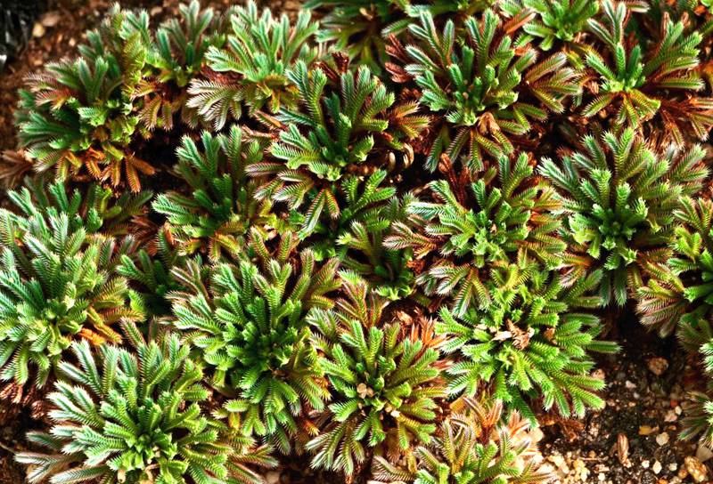 彩虹卷柏的葉片呈彩虹色。袁浪興供圖