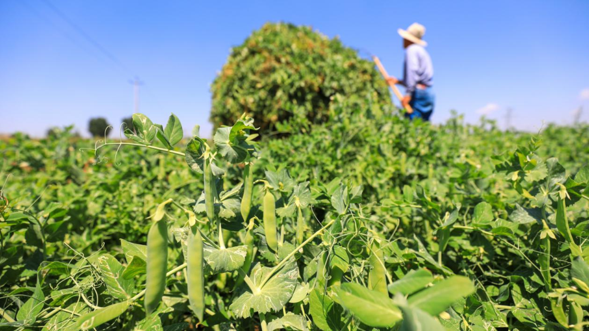 河北省唐山市灤南縣宋道口鎮(zhèn)崔董各莊村農(nóng)民在田間收獲豌豆。張永新攝